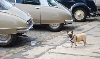Farbspiele Hund2DSC_1717.jpg