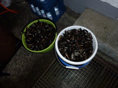 Moules1.jpg