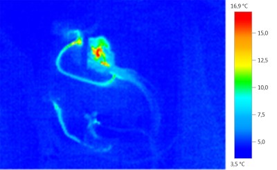 5Kupferwurm IR nach Rep.jpg